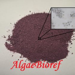 {{brizy_dc_image_alt entityId=