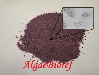 {{brizy_dc_image_alt entityId=