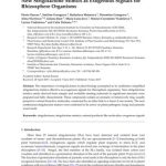 {{brizy_dc_image_alt entityId=