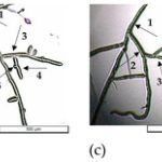 {{brizy_dc_image_alt entityId=