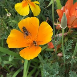 {{brizy_dc_image_alt entityId=