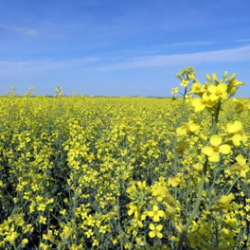 {{brizy_dc_image_alt entityId=