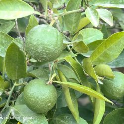 {{brizy_dc_image_alt entityId=