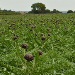 {{brizy_dc_image_alt entityId=