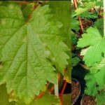 {{brizy_dc_image_alt entityId=