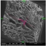 {{brizy_dc_image_alt entityId=